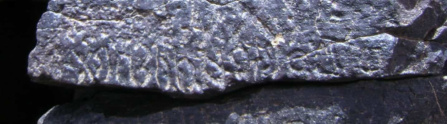 الشرعي ضركام16